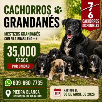 Cachorros grandanes mestizos con fila brasileño  x