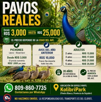 Pavos reales en venta  desde rd3000  kolibripark dajabón
