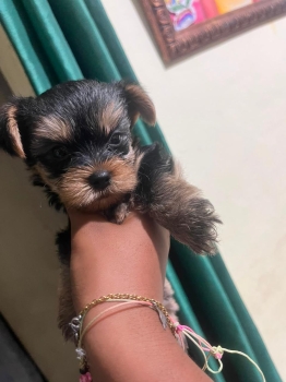 Oferta cachorro yorkie ambos sexo en santo domingo y vacuna al dia