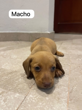 Oferta cachorro salchicha ambos sexo en santo domingo se entrega vacun