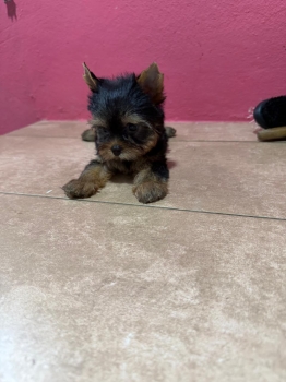 Oferta cachorro yorkie hembra en santo domingo y vacuna al dia