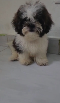 Oferta cachorro shipoo macho en santo domingo y vacuna al dia