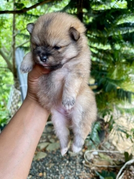 Pomerania hembras