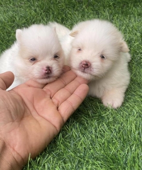 Pomerania ambos sexos
