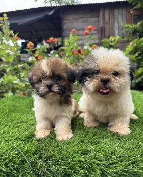 Shipoo ambos sexos