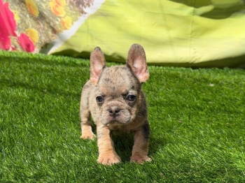 Bulldog frances merle macho
