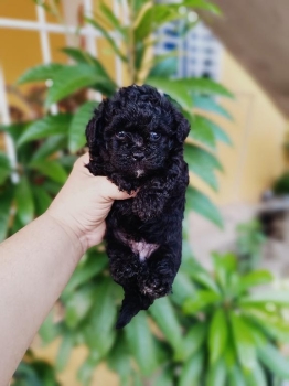 Poodle toy ambos sexos