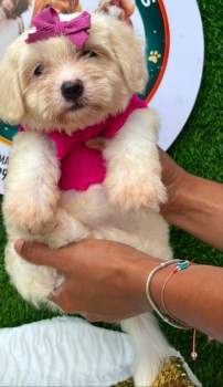 Oferta cachorro maltipoo hembra  en santo domingo y vacuna al dia