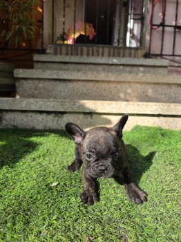 Oferta cachorro bulldog frances ambo sexo con su vacuna al dia en sant