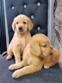 Oferta cachorro golden retriever ambos sexo en santo domingo vacunados