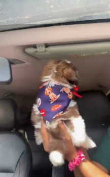 Oferta cachorro shih tzu macho en santo domingo y vacunados