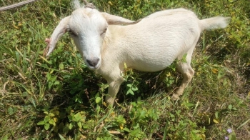 Venta chivo macho castrado en santo domingo este