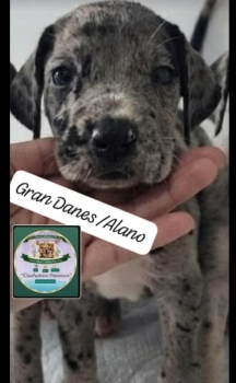 Gran danes/alano