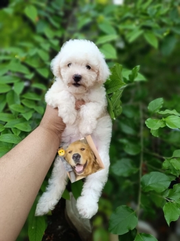 Oferta cachorro poodle toy hembra en santo domingo con todo al dia