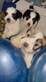 Oferta cachorro shipoo hembra en santo domingo y vacuna al dia