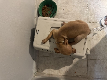 Chihuahua número 1 4 meses