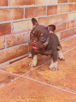 Bulldog frances hembra
