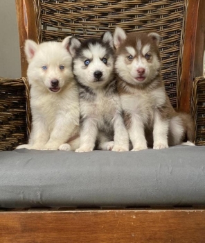 Husky siberiano hembras