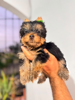 Oferta cachorro yorkie macho ubicada en santo domingo y vacuna al dia