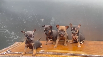 Oferta cachorro chihuahua cabeza de manzana  ambos sexo en santo domin