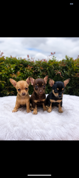Cachorro chiwawa