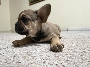 Buscas el compañero perfecto? tu bulldog frances soñado está aquí!