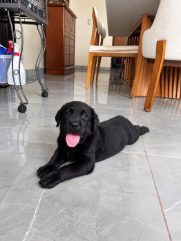 Labrador hembra