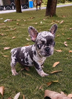 Oferta cachorro bulldog frances macho con su vacuna al dia en santo do