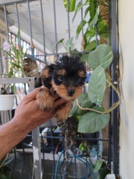 Cachorrito yorkshire terrier