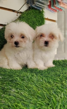 Oferta cachorro maltes ambos sexo mingo y vacunados