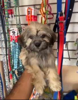 Oferta cachorro shipoo hembra  en santo domingo y vacuna al dia