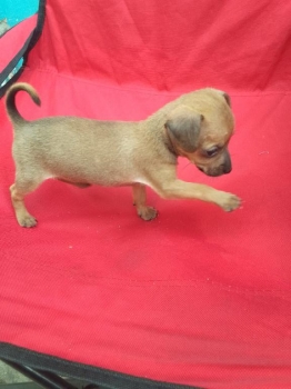 Oferta cachorro chihuahua hembra en santo domingo y vacuna al dia