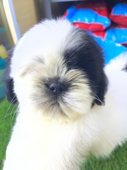 Oferta cachorro shih tzu macho en santo domingo y vacunados