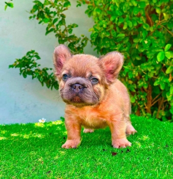 Bulldog frances