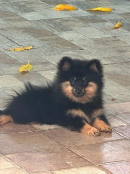 Oferta cachorro pomerania macho en santiago y vacunada