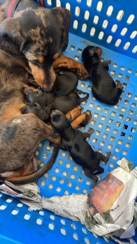 Oferta cachorro salchicha ambos sexo para apartar en ubicado en santo