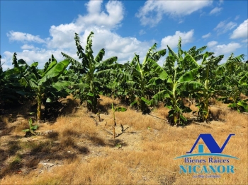 Finca sembrada de platano en venta
