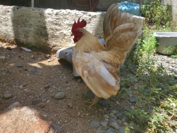 Pollos kikis serama malayos 100 puros