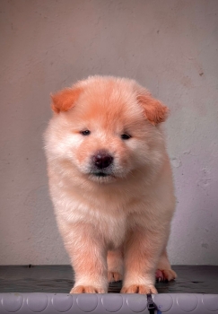 Oferta cachorro chow chow ambos sexo en bonao y vacuna al dia
