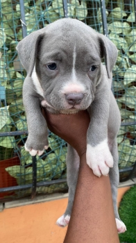 Oferta cachorro pitbully hembra en santo domingo y vacuna al dia