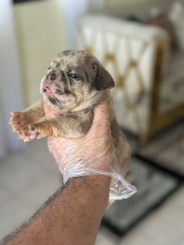 Oferta cachorro bulldog frances ambos sexo  en santo domingo y vacuna
