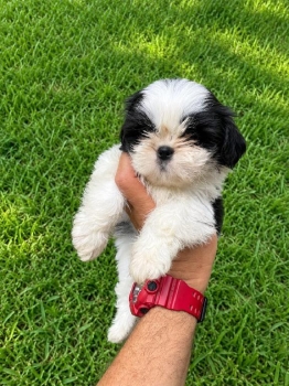 Oferta cachorro shih tzu hembra en santo domingo y vacunados