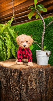 Oferta cachorro goldendoodle macho en santo domingo y vacuna al dia