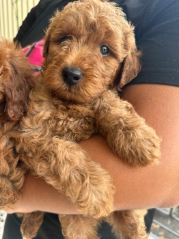 Ferta cachorro mini goldendoodle  macho en ubicado en santo domingo y