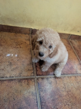 Oferta cachorro medium goldendoodle hembra en ubicado en santo domingo