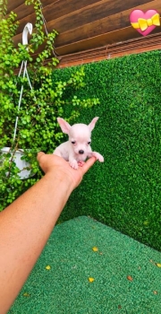Chihuahua super pequeño ambos sexos