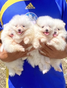 Pomerania ambos sexos