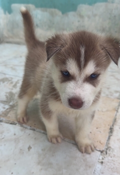 Oferta cachorro husky macho en santo domingo y vacuna al dia