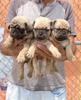 Pug ambos sexos