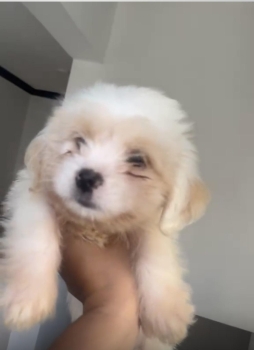 Shipoo macho 2 meses